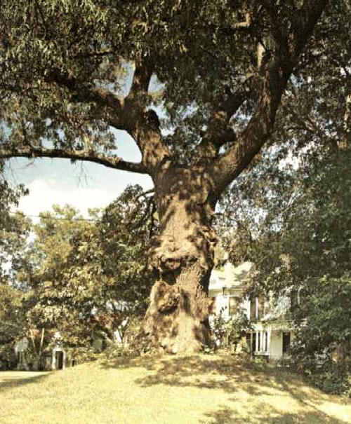Indian Mound Oak-1969